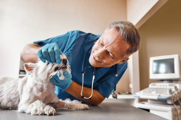 Best Root Canal Emergency Dentist  in Highwood, IL